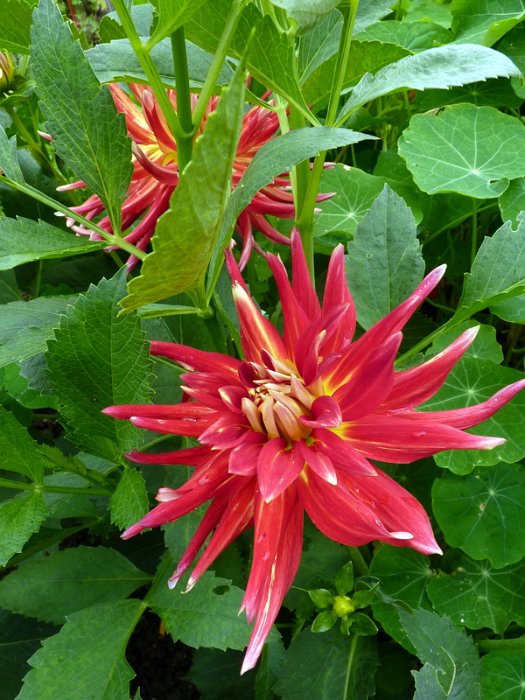Dahlia x 'Lucifer' fleur